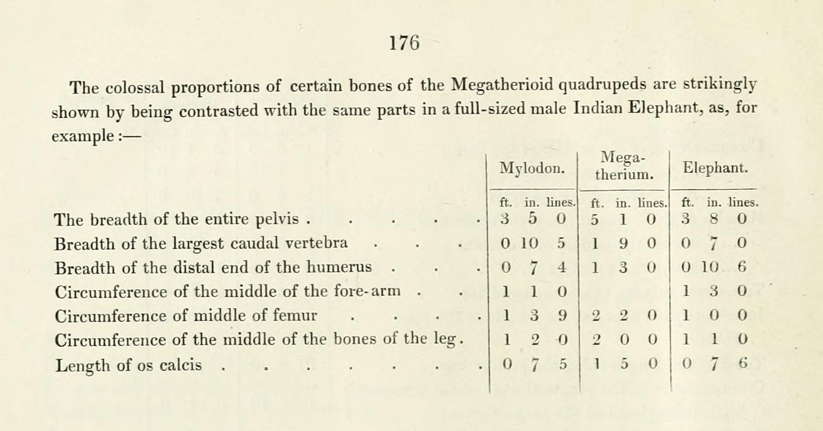 Comparison of certain bone size between Mylodon, Megatherium and an Indian Elephant