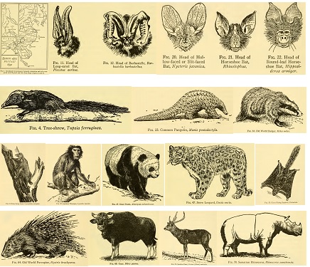 Map of Eastern Asia and pen sketches of some mammals.