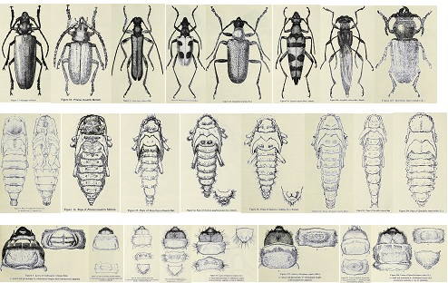 Cerambycidaes: adult insects with their larvas and pupas.