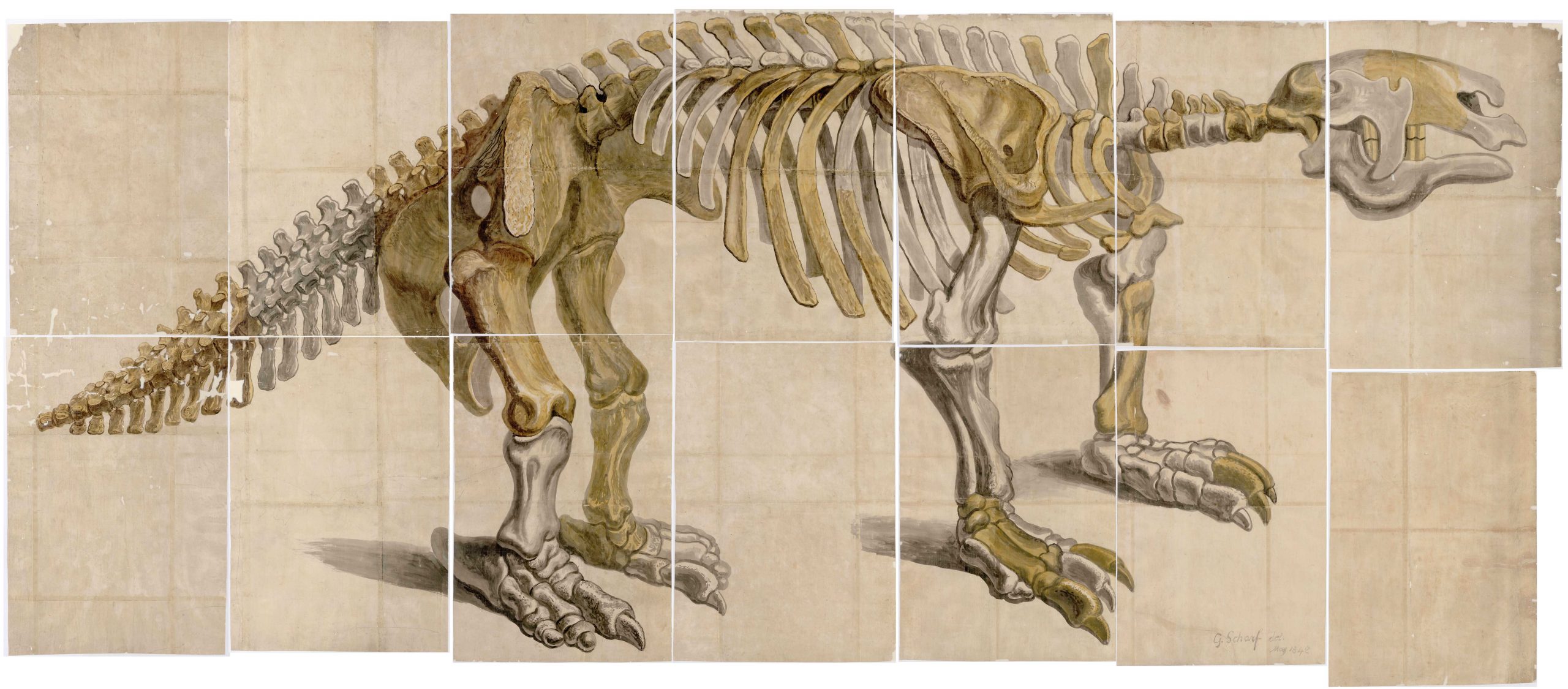 George Johann Scharf (1786-1860) Watercolour drawing of a Megatherium. N.p., 1842.