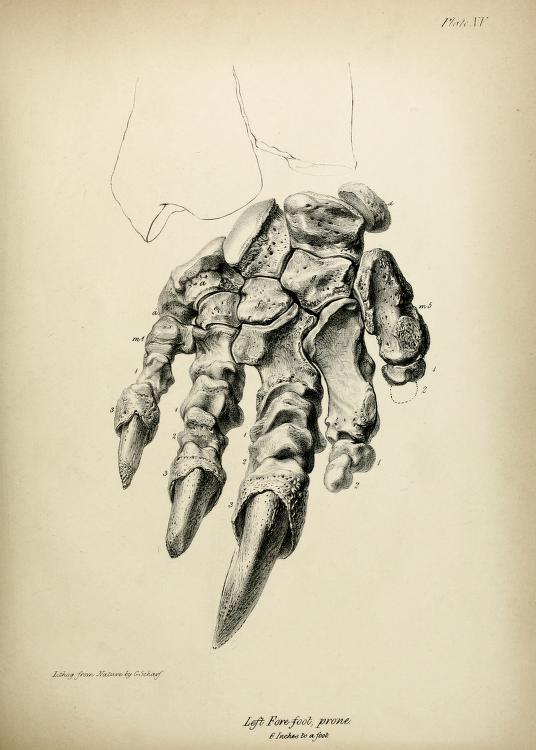 Upper, or anconal surface of the bones of the left fore-foot