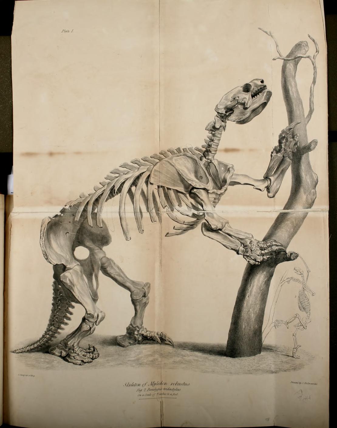 Side-view of the skeleton of the Mylodon robustus