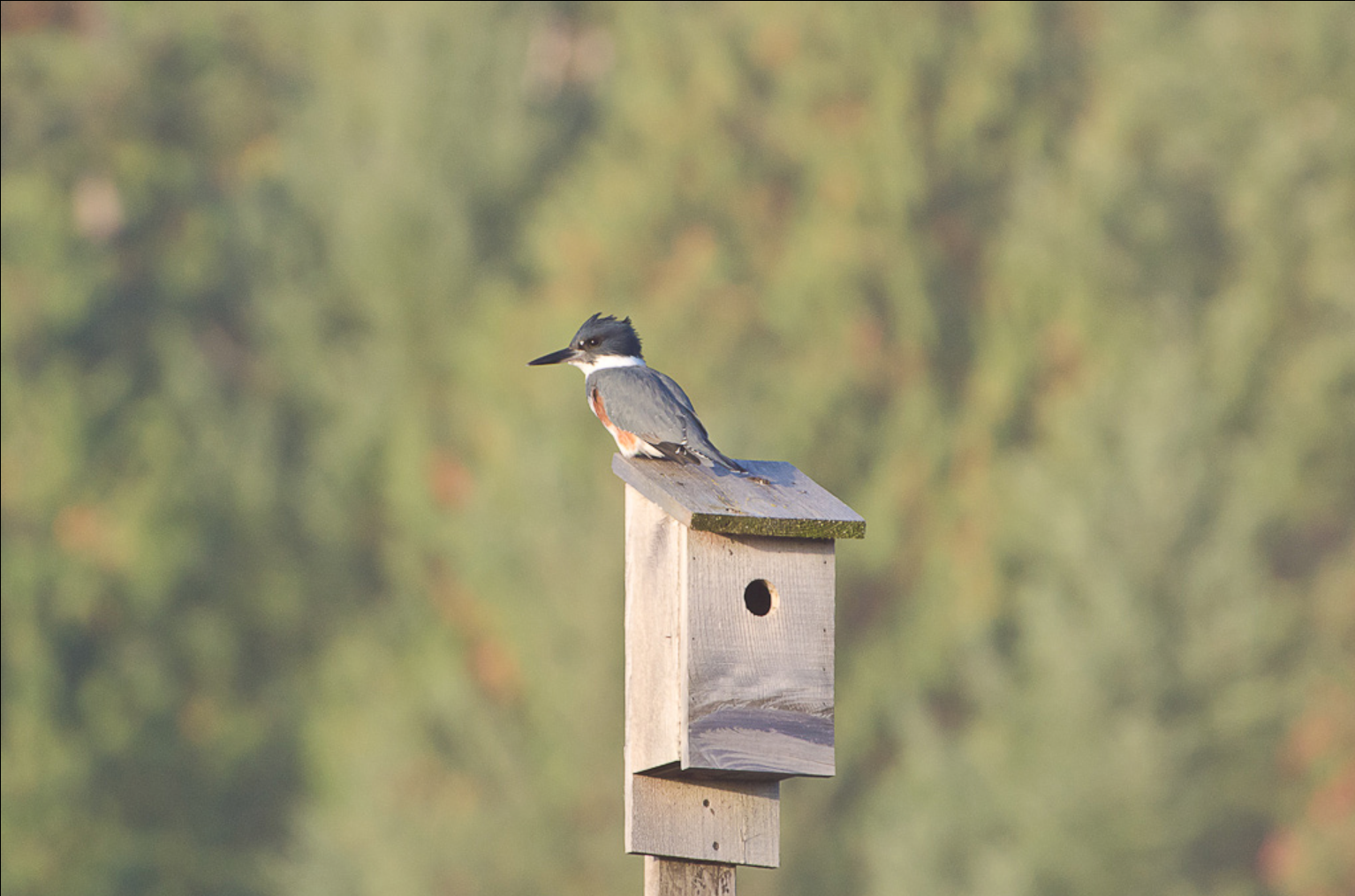 A blue and white bird sitting on a birdhouse roof with a background of trees.