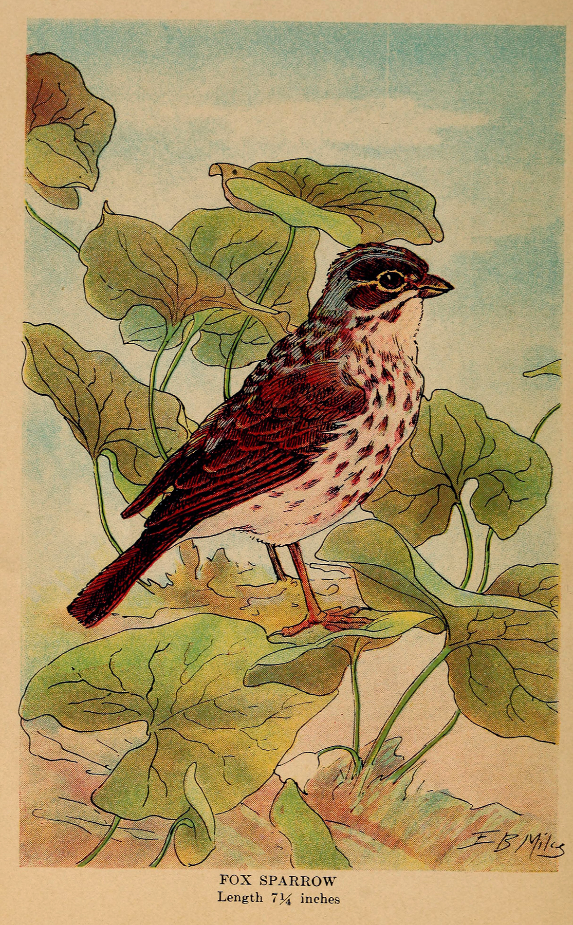 colored illustration of a bird, fox sparrow, brown with blue head and cream belly sitting on branch with green leaves