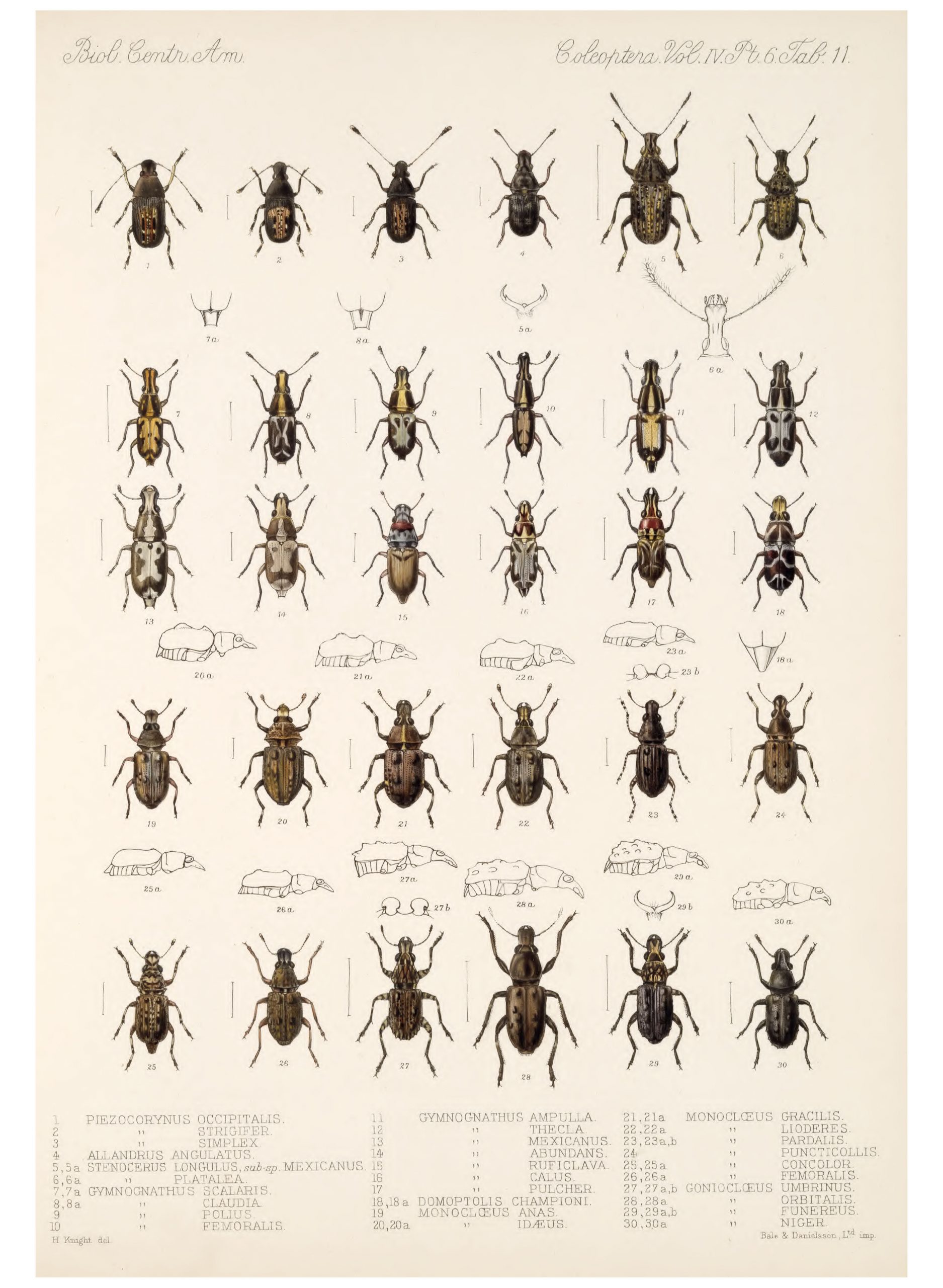 A variety of weevils illustrated on a page.