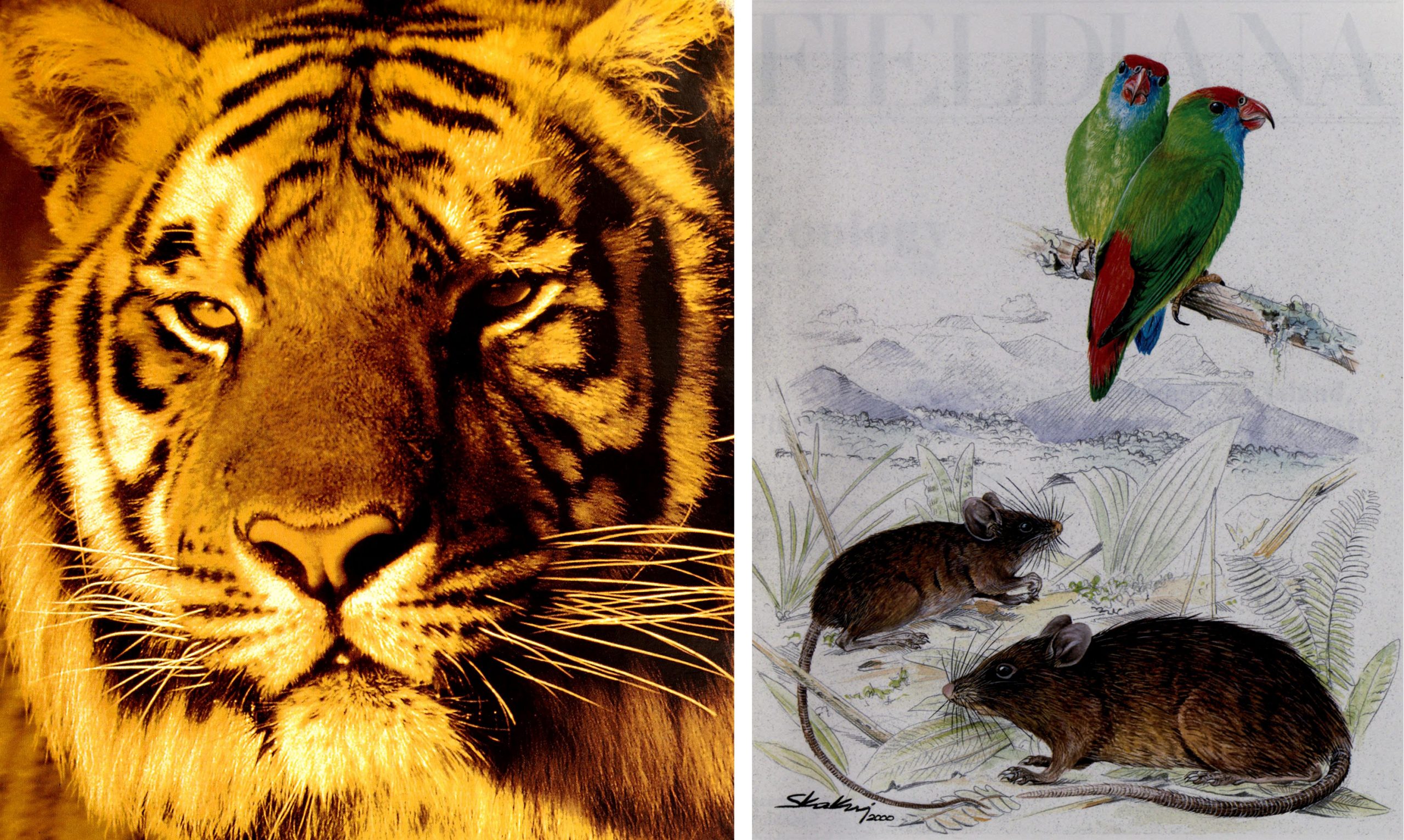 photo of a tiger and illustration of green and red birds and brown rodents