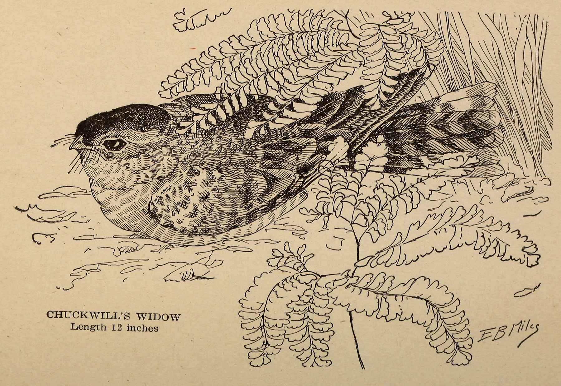 black and white illustration of a bird, chuckwill's widow, hiding within foliage