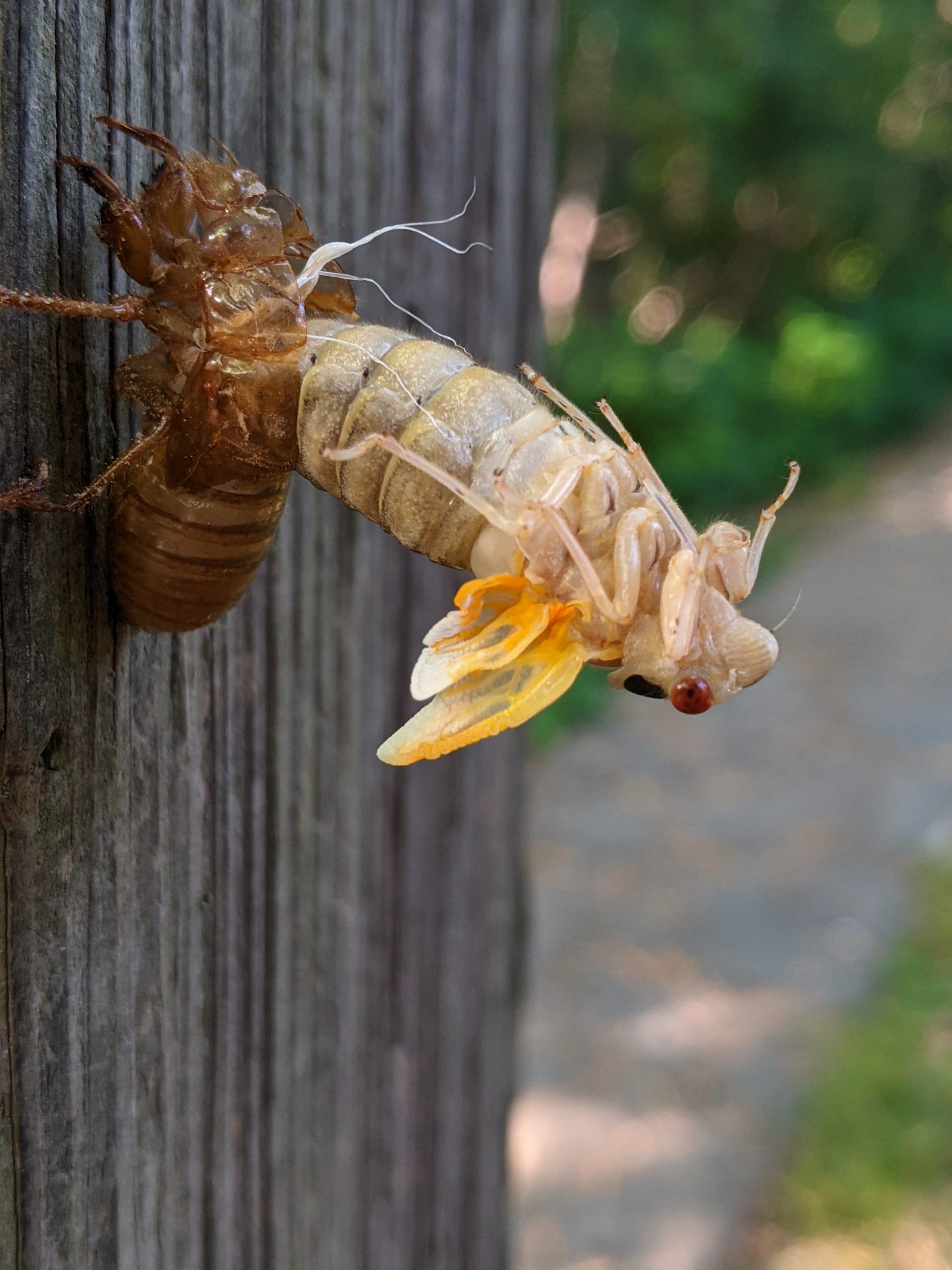 Immature adult periodical cicada emerging from nymph skin.