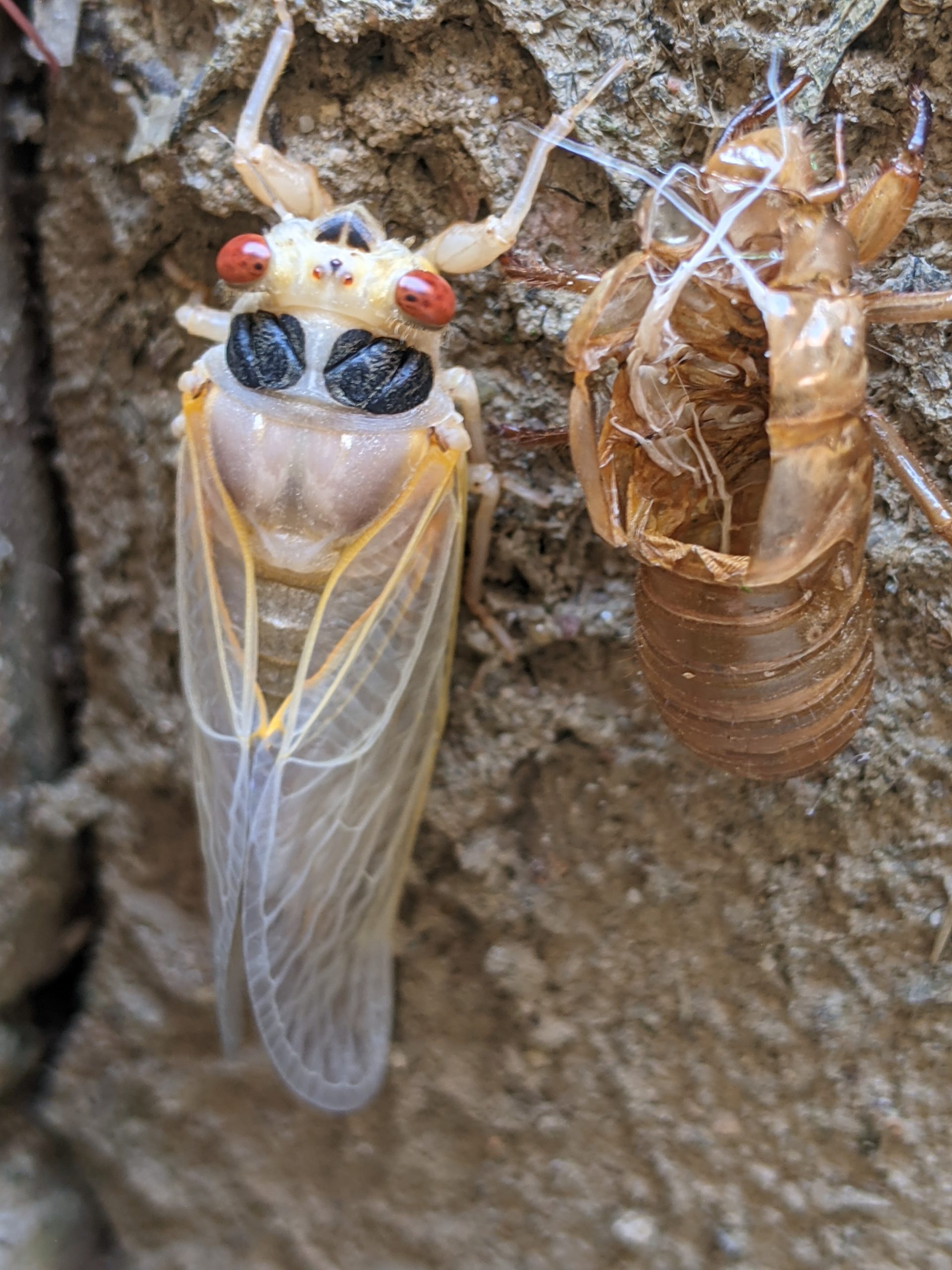 Immature periodical cicada next to exuviae.