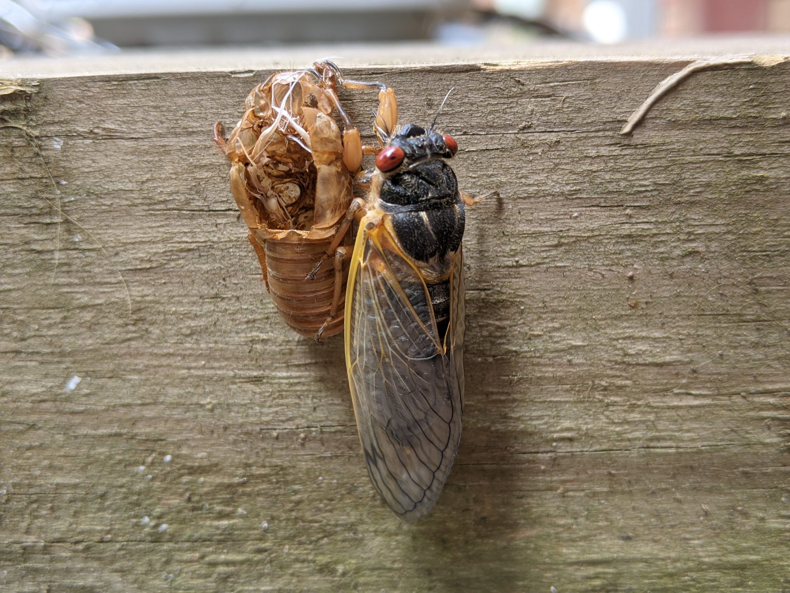Mature adult periodical cicada next to exuviae.