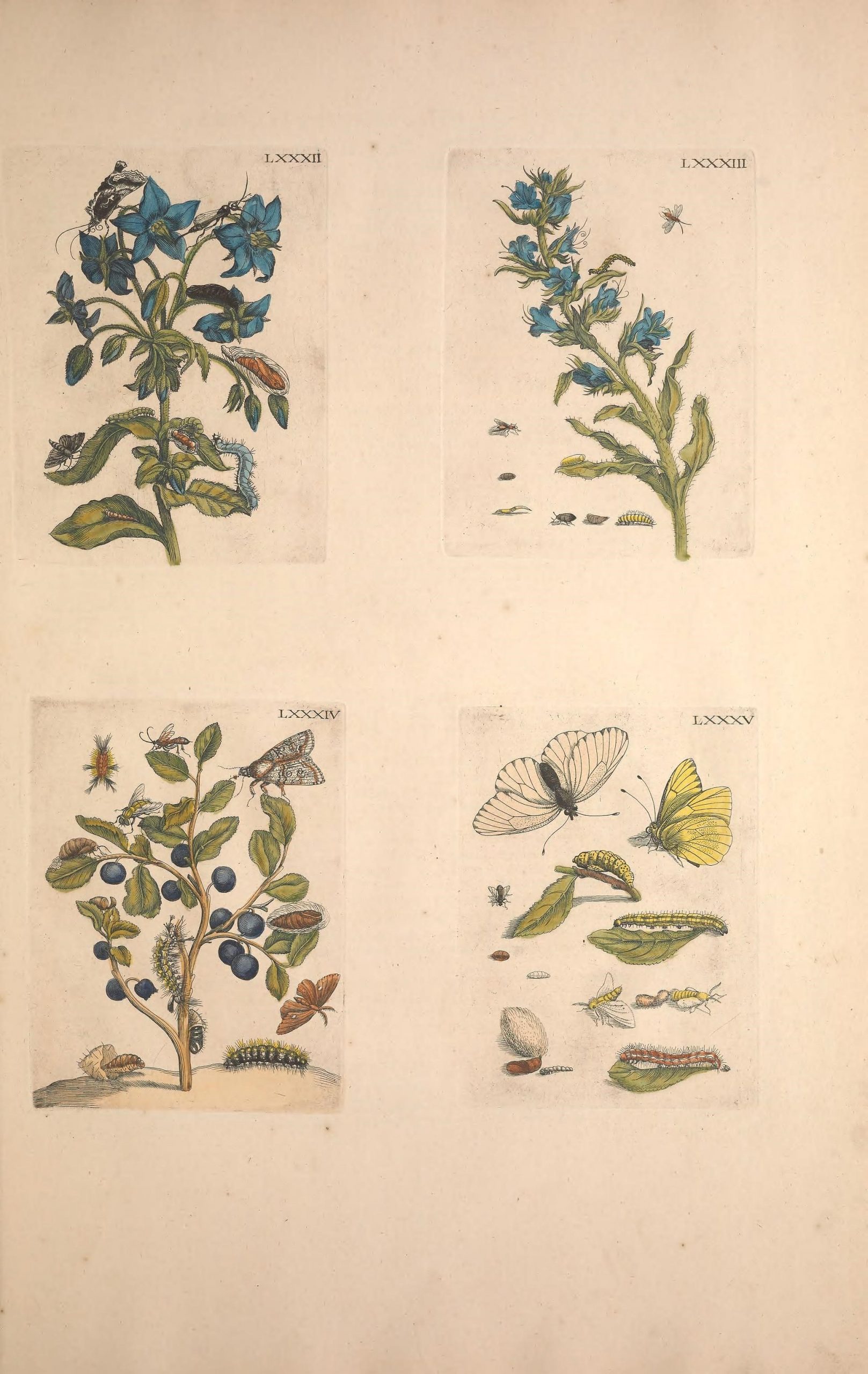 Examples of flowers and insects, found in: De Europischen insecten. 1730.