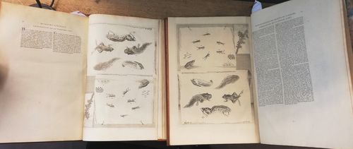 Comparison of two copies of a book with black and white illustrations. One copy has the illustration bound upside down.