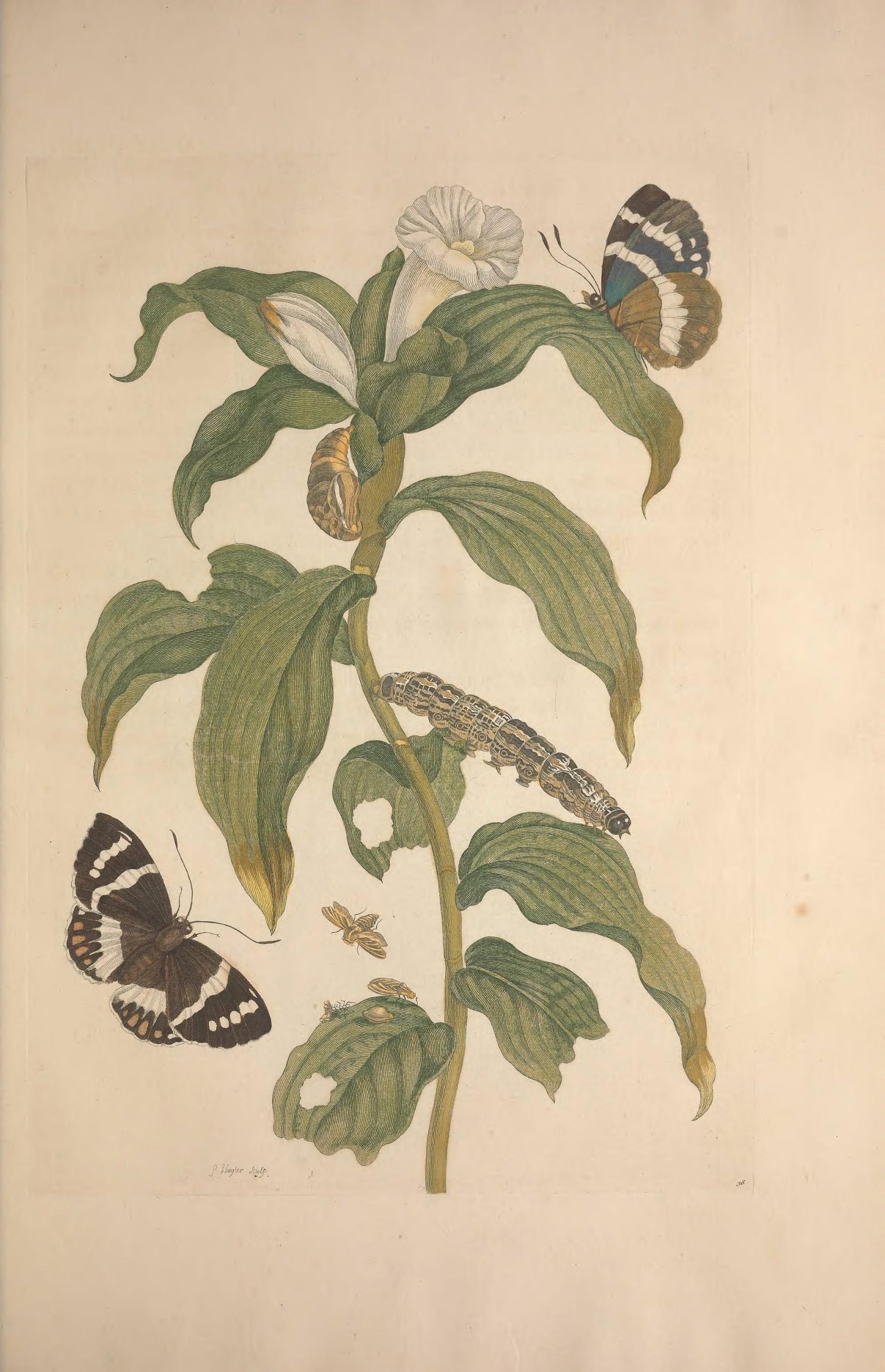 Costus Arabicus, a Banana Stem Borer Moth and an unidentified butterfly. Found in Metamorphosis insectorum surinamensium 1705, plate 36.