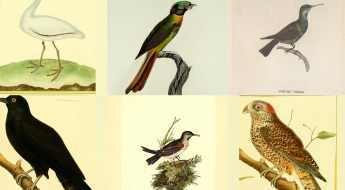 A set of six images on a grid. Each looks like a scientific illustration of a different bird.