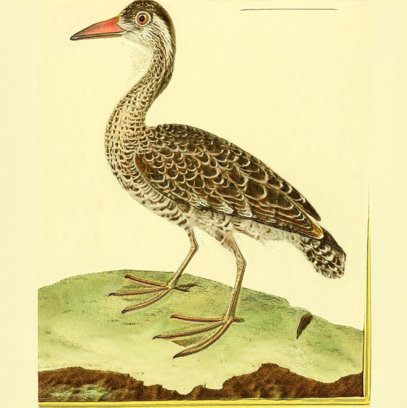 A single screenshot of an image produced by the StyleGAN. This looks like a real bird illustration. Its body is almost duck-like and it has two eyes and a beak and its feathers look like a real feather texture. It has two legs and it’s standing on some grass. It does look very happy and alert though…