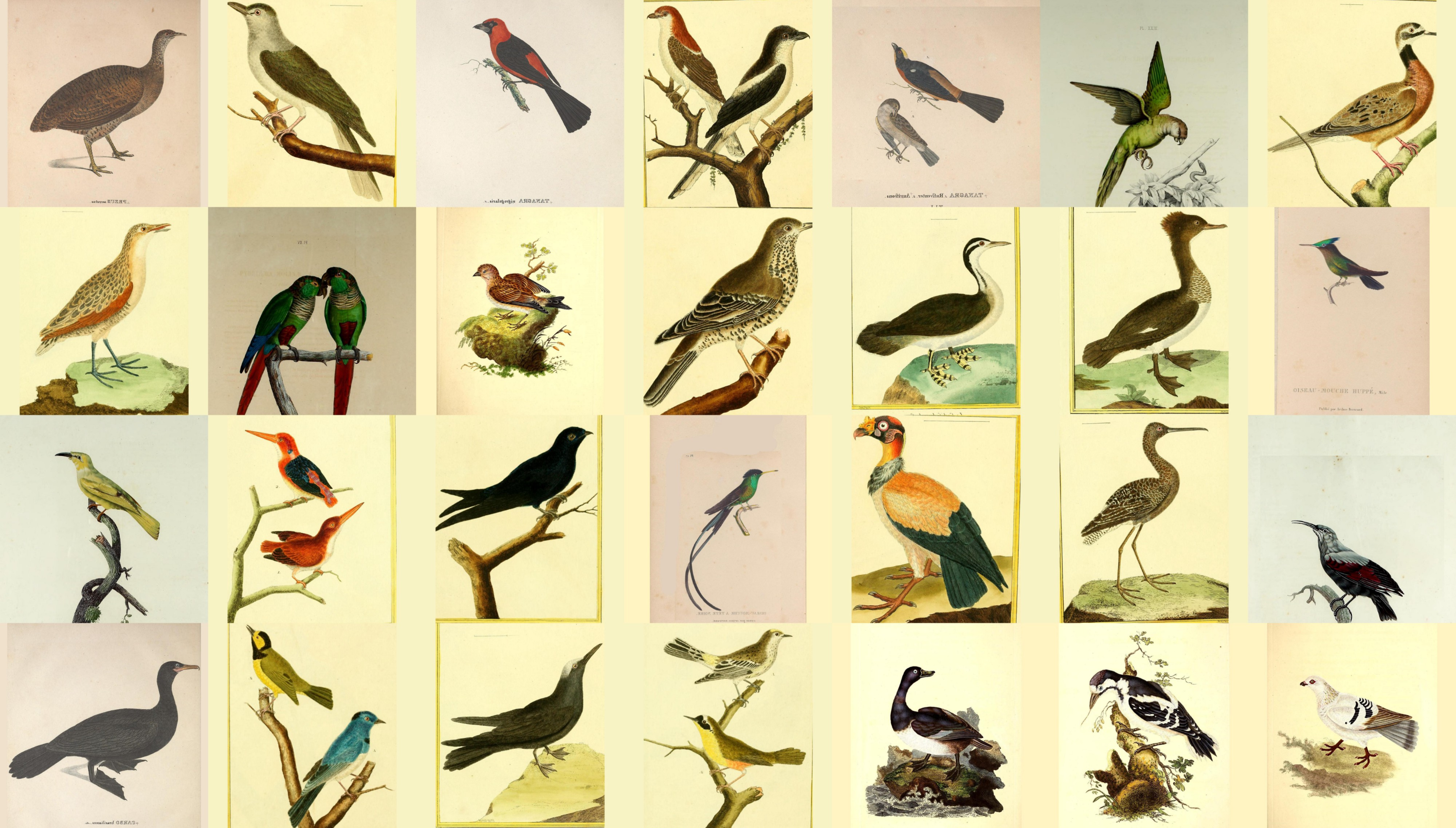A contact sheet type layout with 28 real illustrations of different birds of different shapes, colours and positions. Some perching on branches, some on grass.