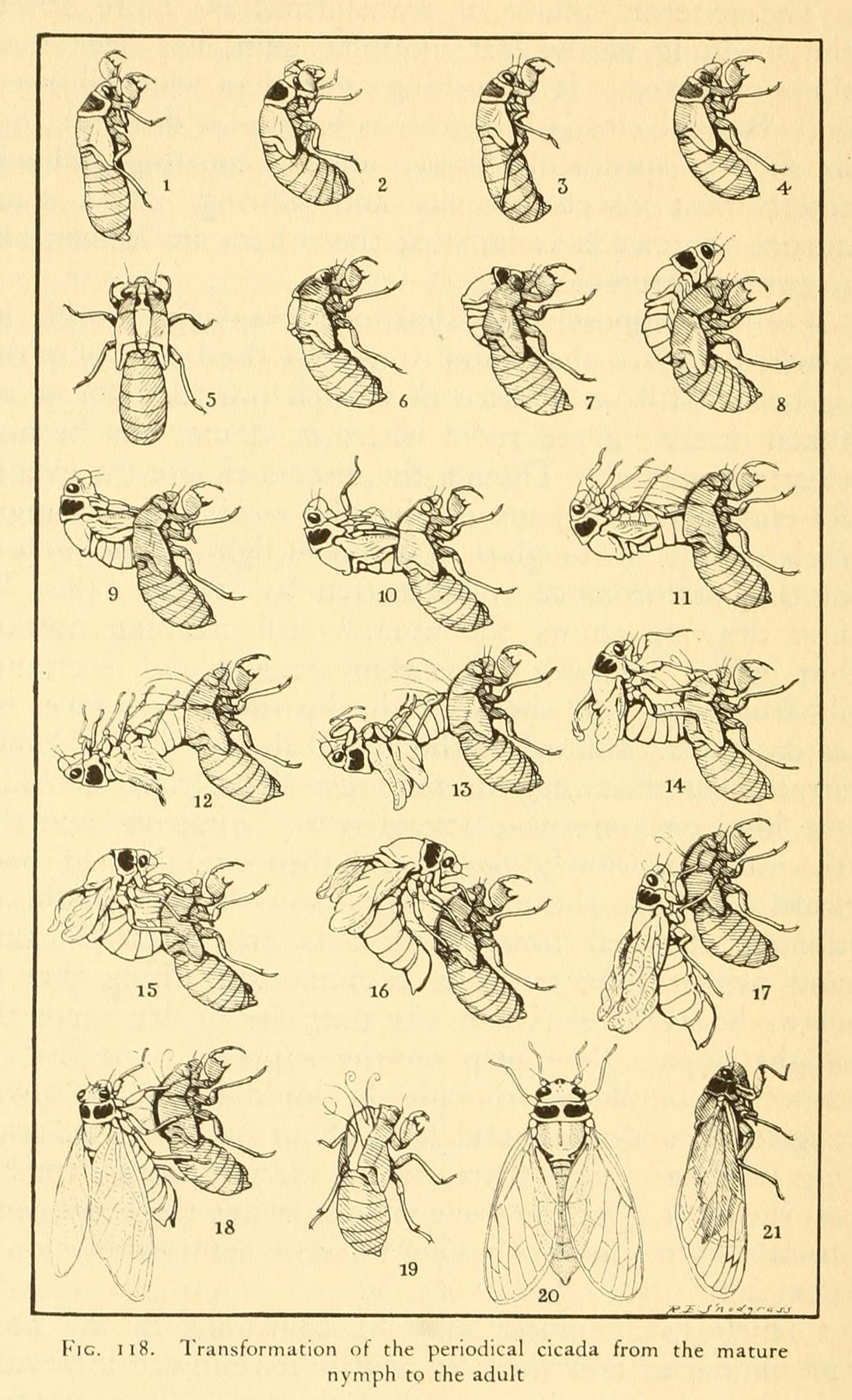 Black and white illustrations of the life cycles of the periodical cicada.