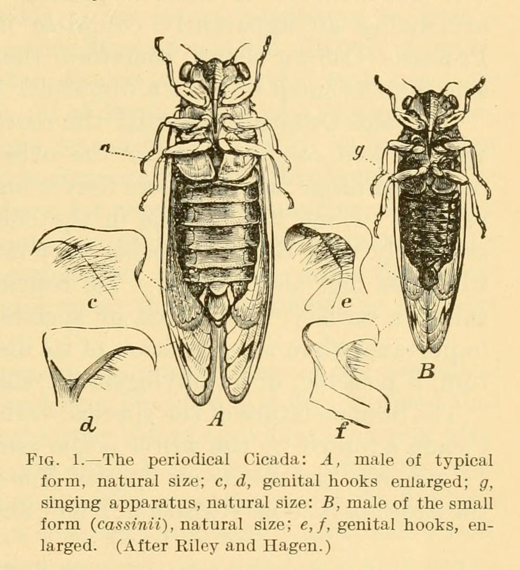 Comparison of two periodical cicada species.