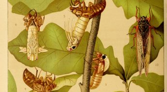 The periodical cicada in various life stages.