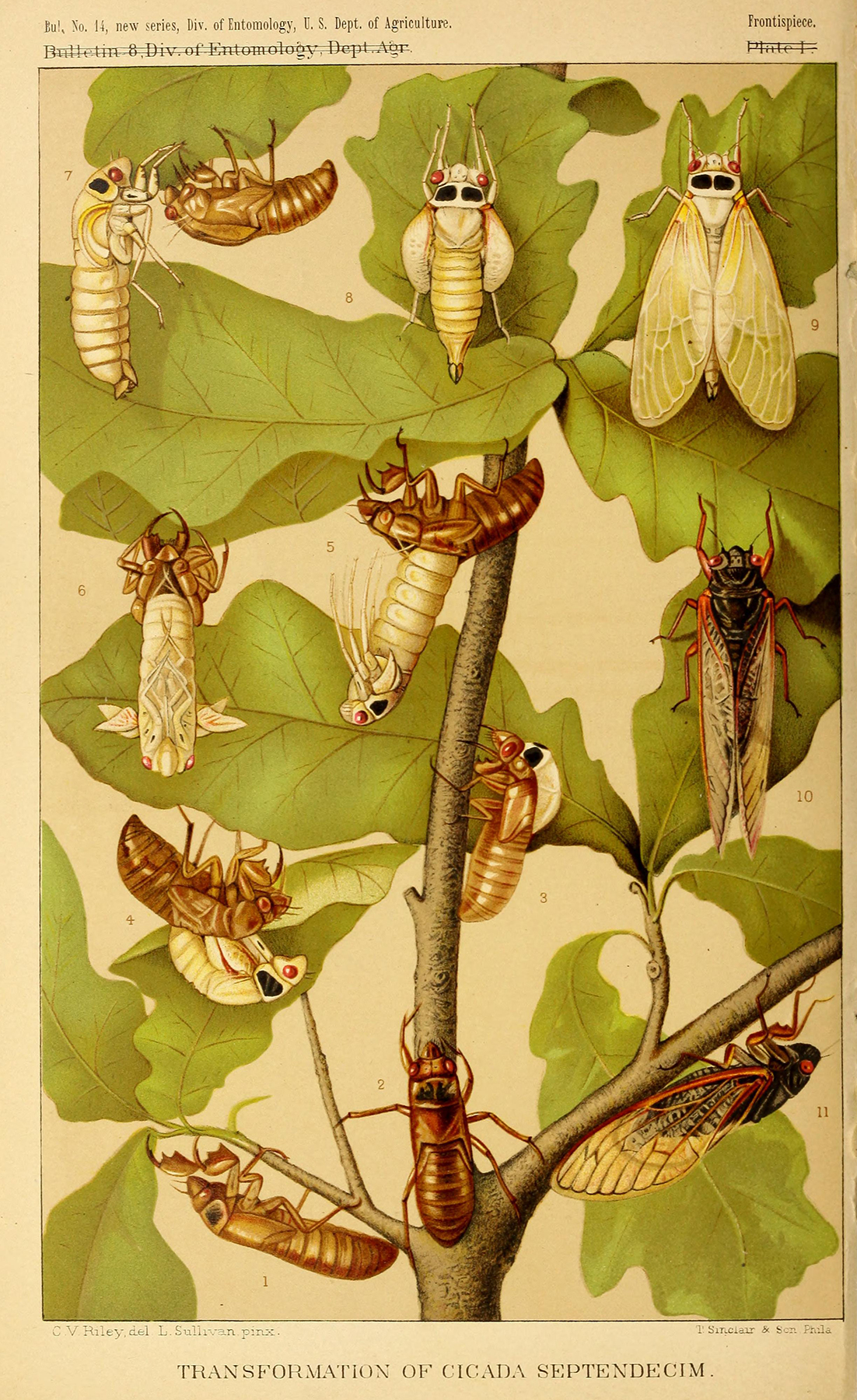 The periodical cicada in various life stages.