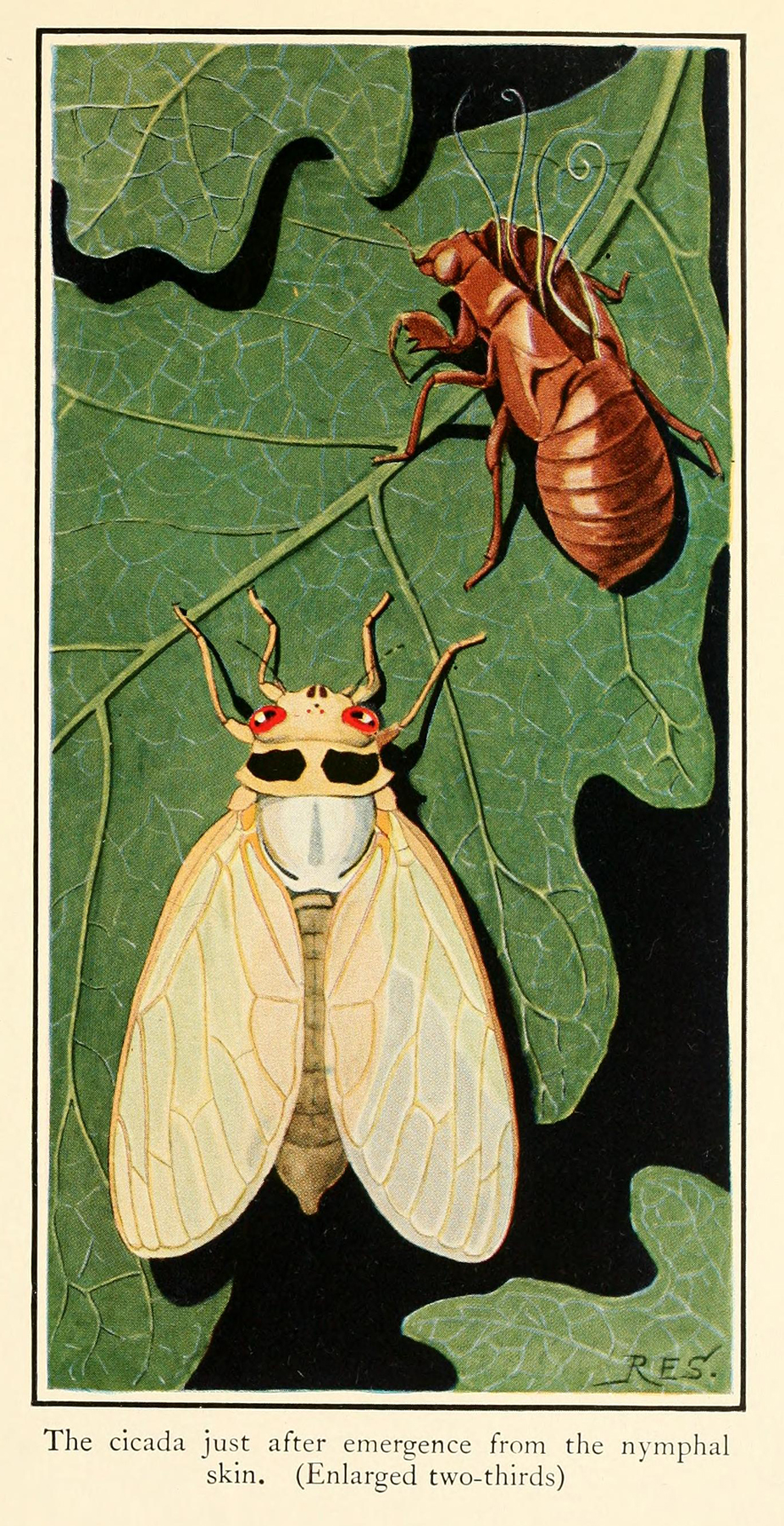The periodical cicada as an immature adult next to its shed nymphal skin.