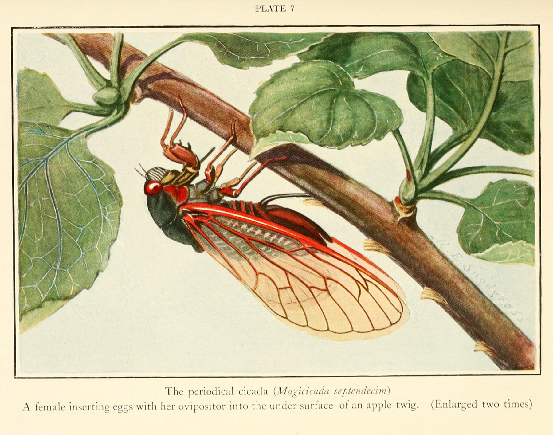 A female periodical cicada inserting eggs with her ovipositor into the under surface of an apple twig.