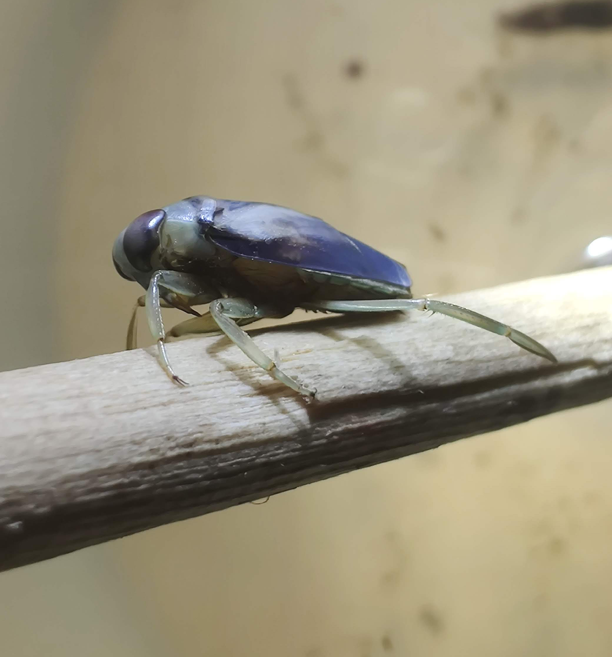 A blue insect with transparent legs perched on a light brown branch.