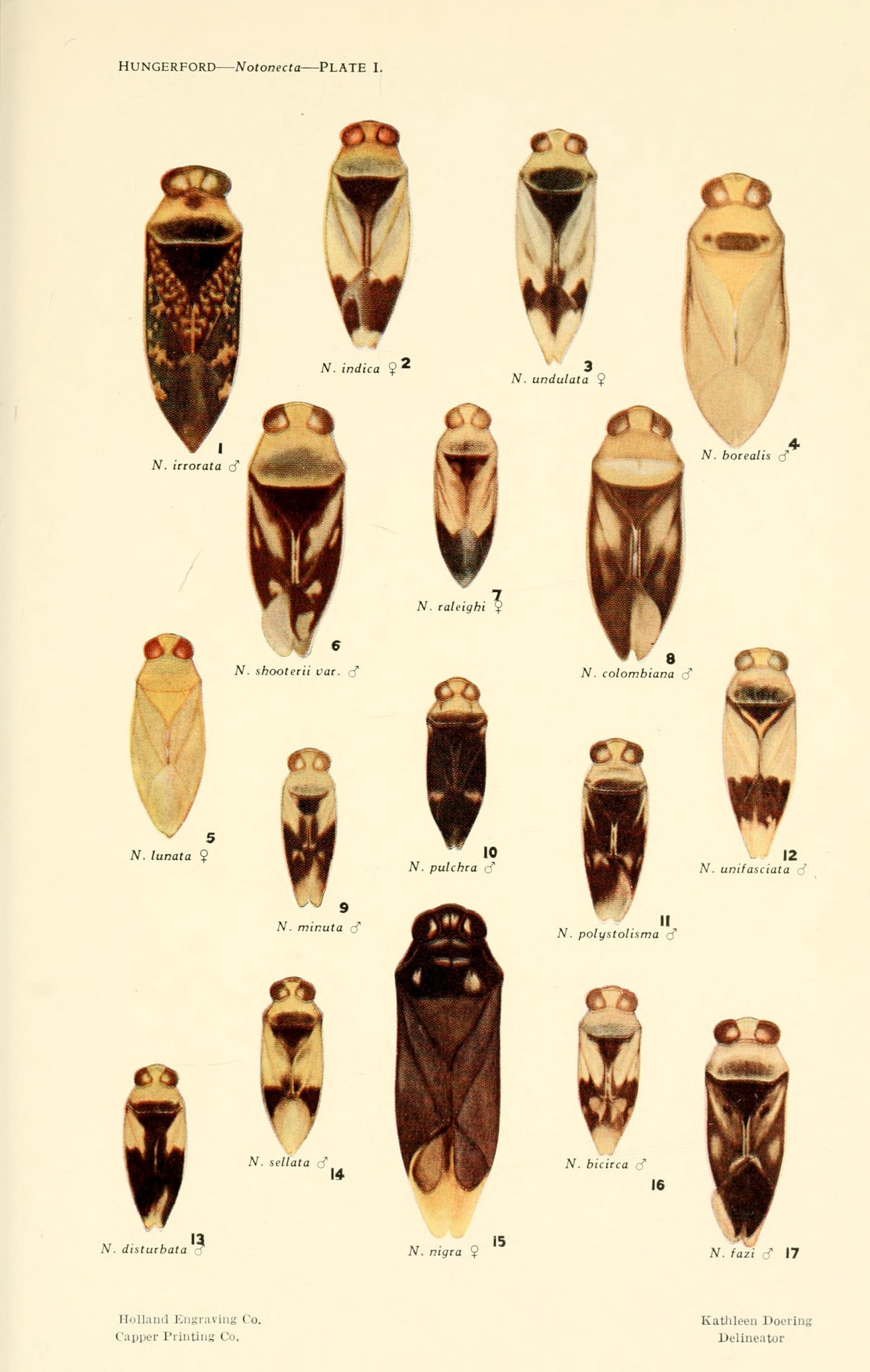 Various species of illustrated insects (Notonecta species)