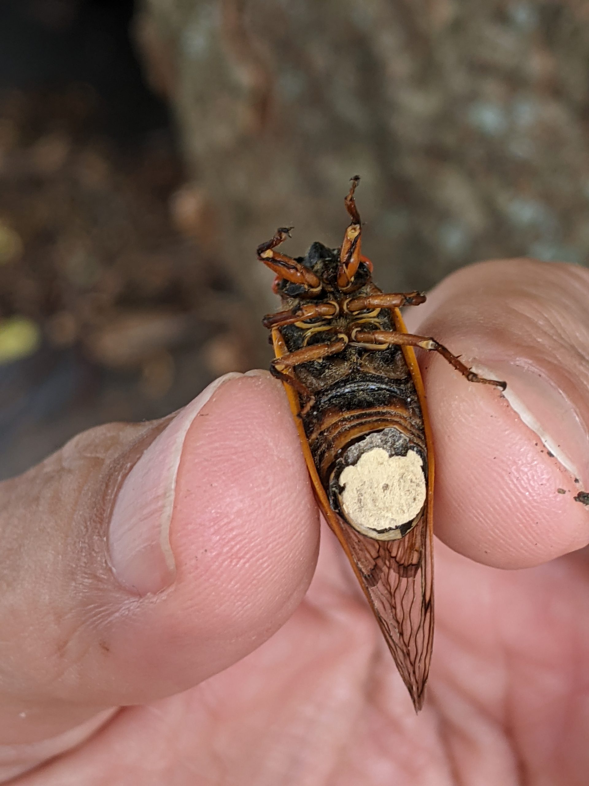 The underside of a cicada with white fungus.