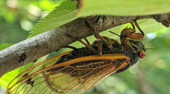 A cicada attached to the underpart of a branch with green leaves in the background.