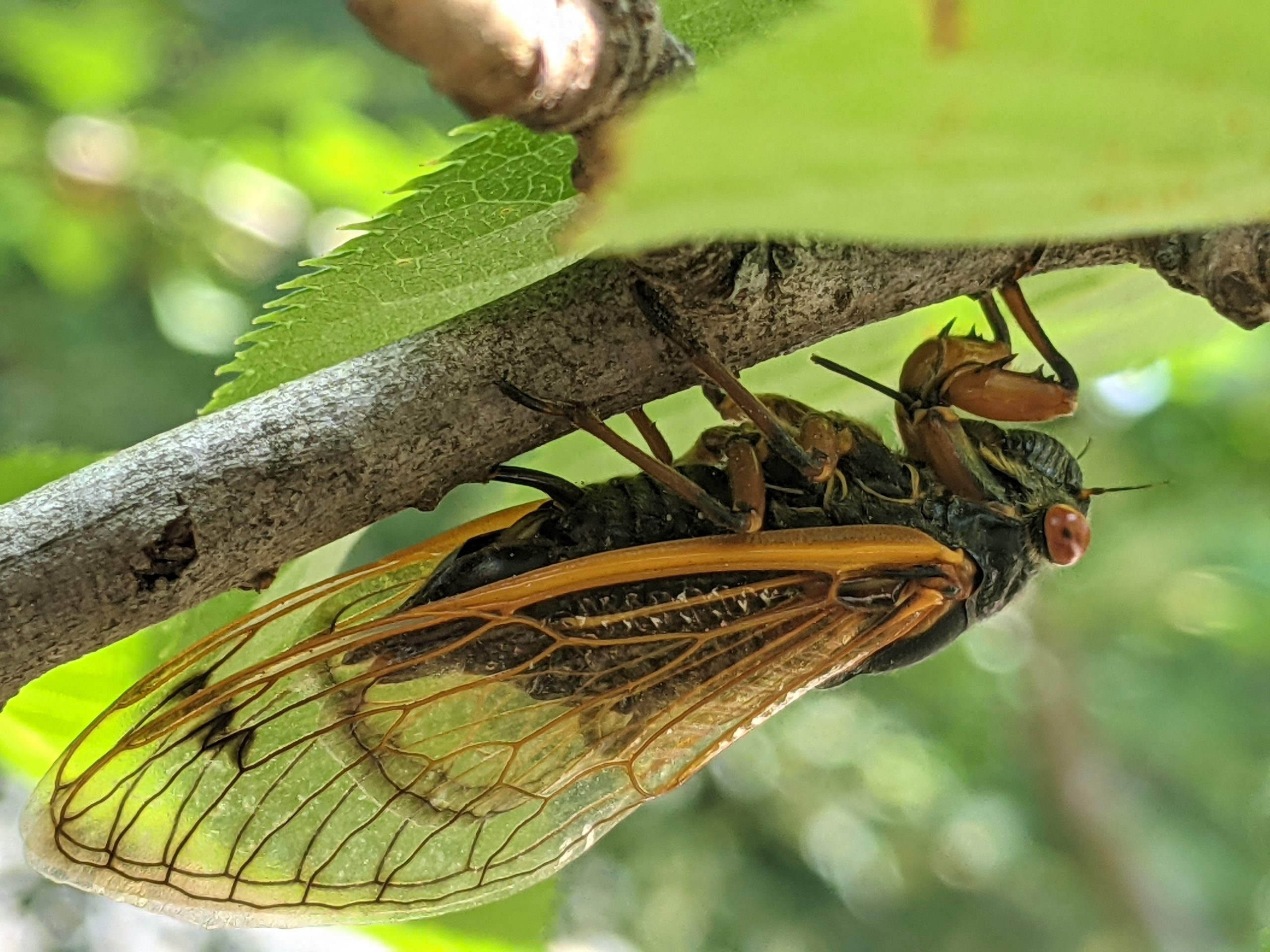 A cicada attached to the underpart of a branch with green leaves in the background.