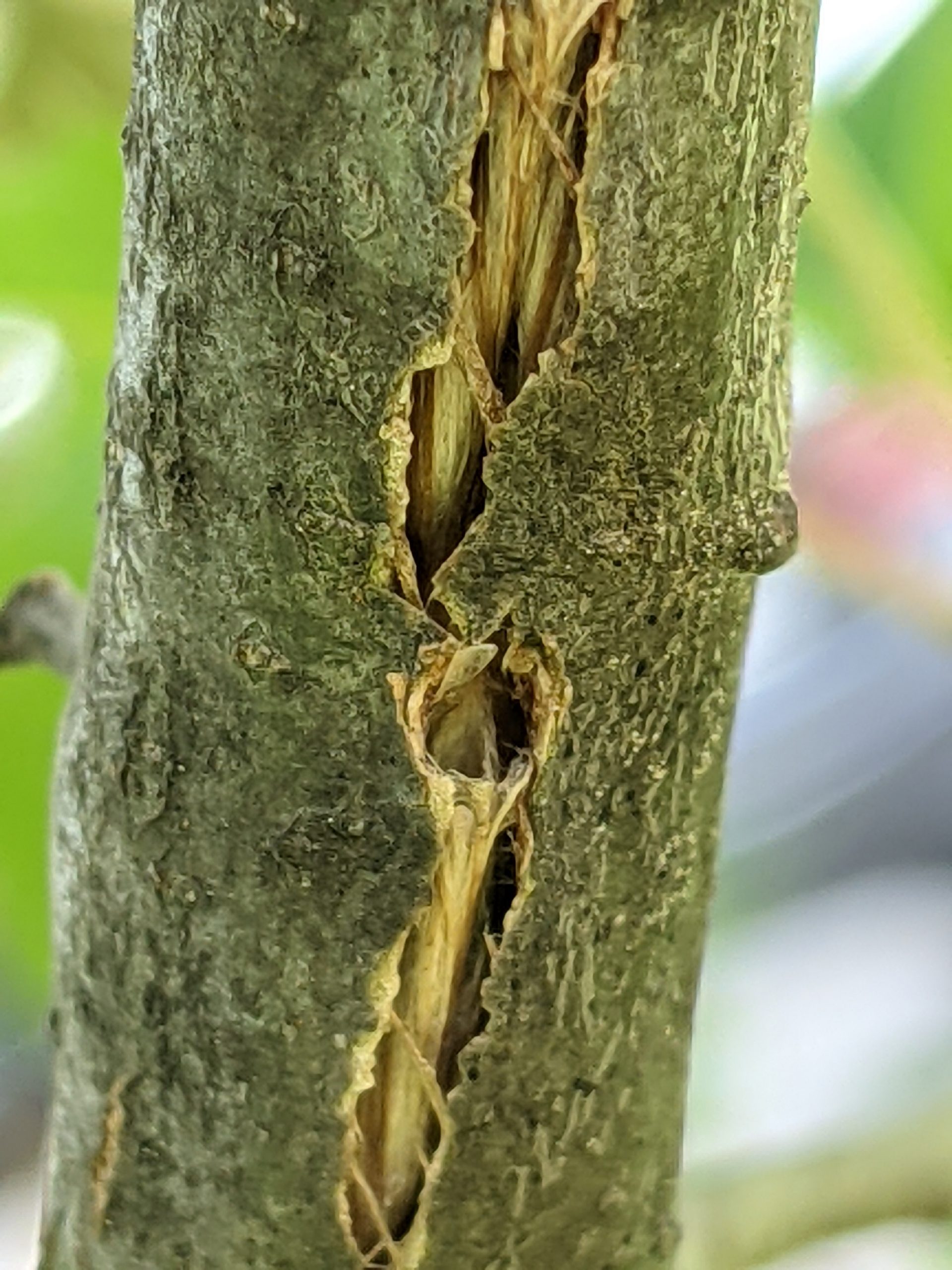 Oviposition scars in a tree trunk, made by a cicada.