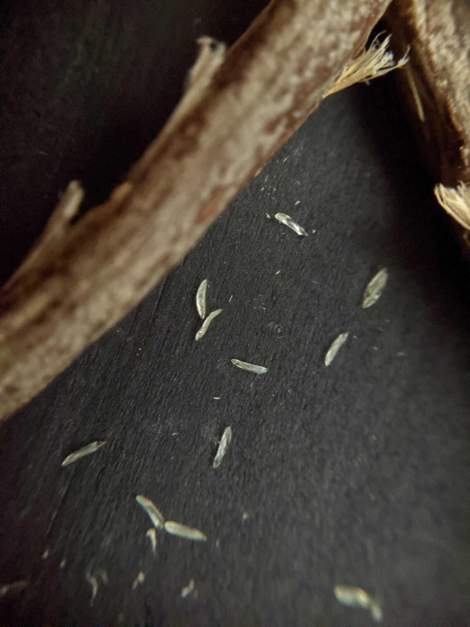 Cicada eggs on a black backdrop next to a branch.