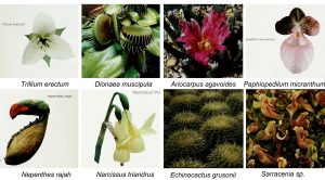 Eight wild plants commonly used in trade