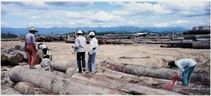 Six men measure and label large logs in a lumber yard