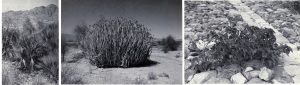 Three separate black and white images of medicinal plants found in Pakistan