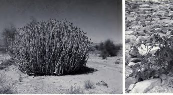 Three separate black and white images of medicinal plants found in Pakistan