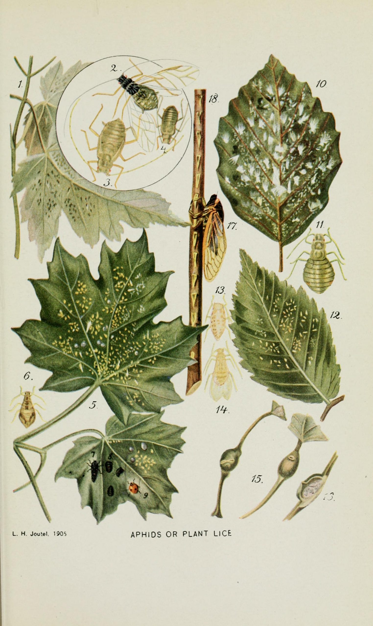 Branch with a cicada perched on it, showing Grooves cut by ovideposting female cicada. Branch is surrounded by green leaves.