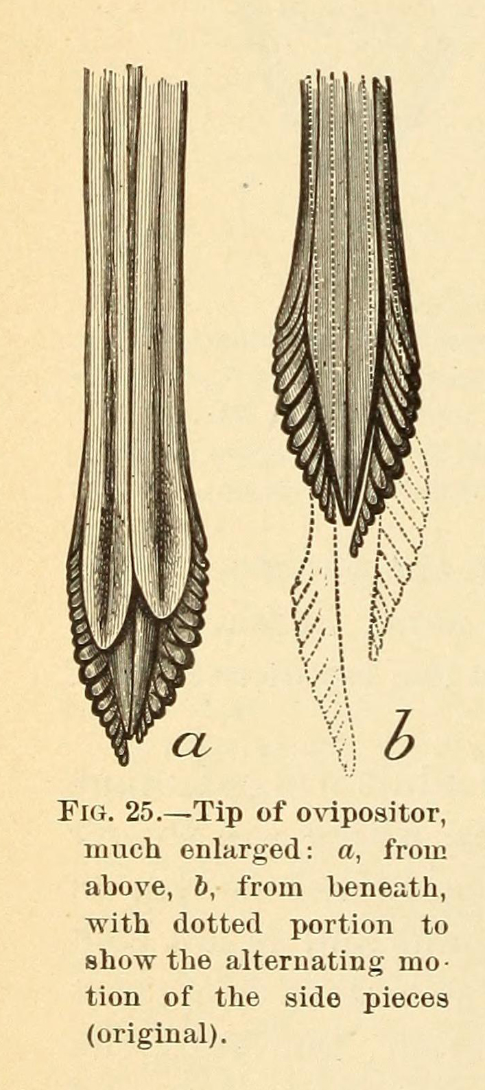 Black and white drawing of a close-up of the ovipositor of a female cicada.