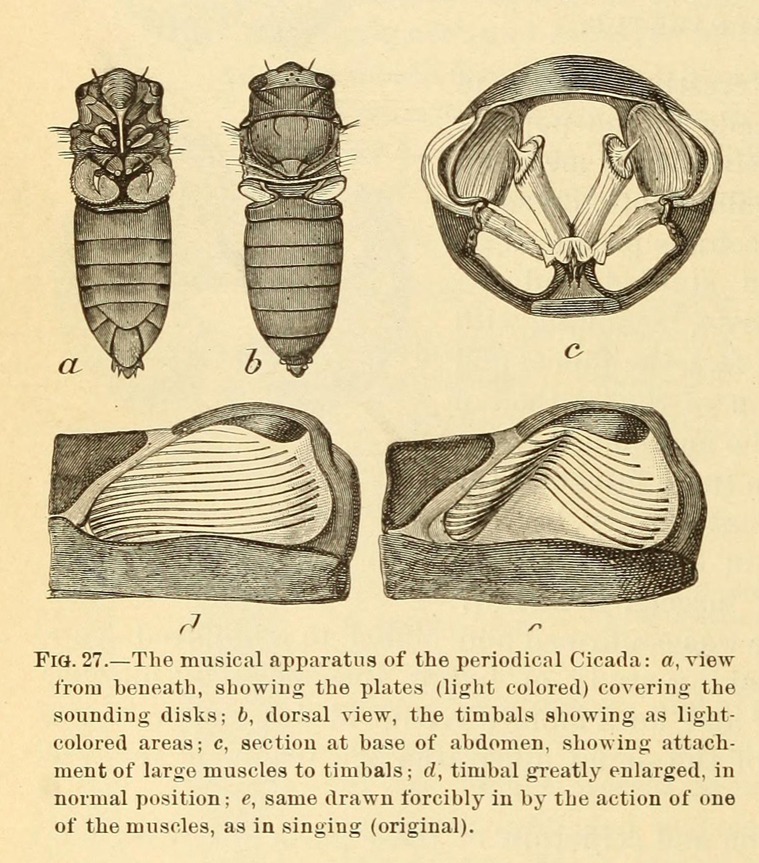 Black and white drawing of the musical apparatus of a cicada.