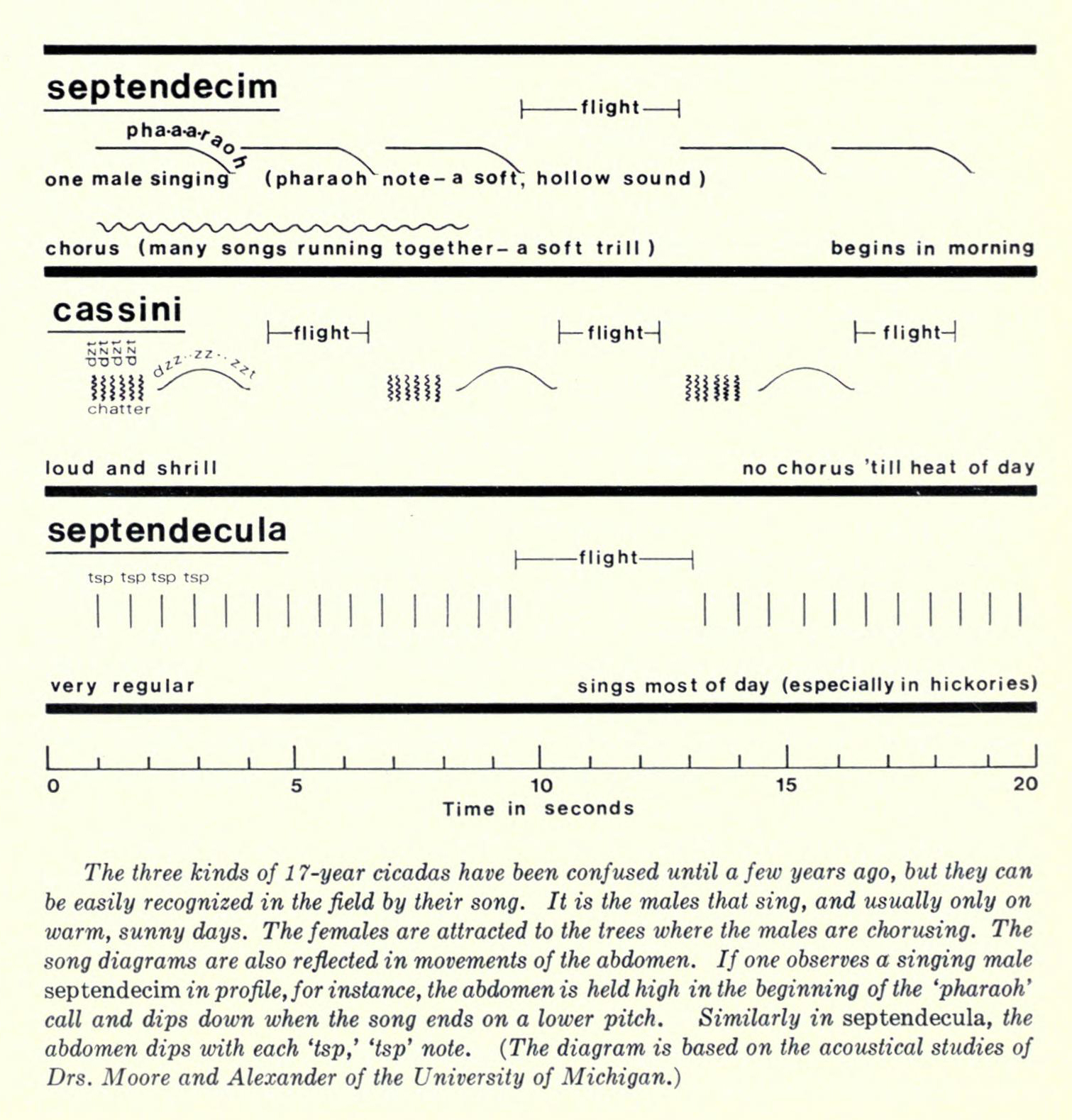Figure showing Magicicada sounds.