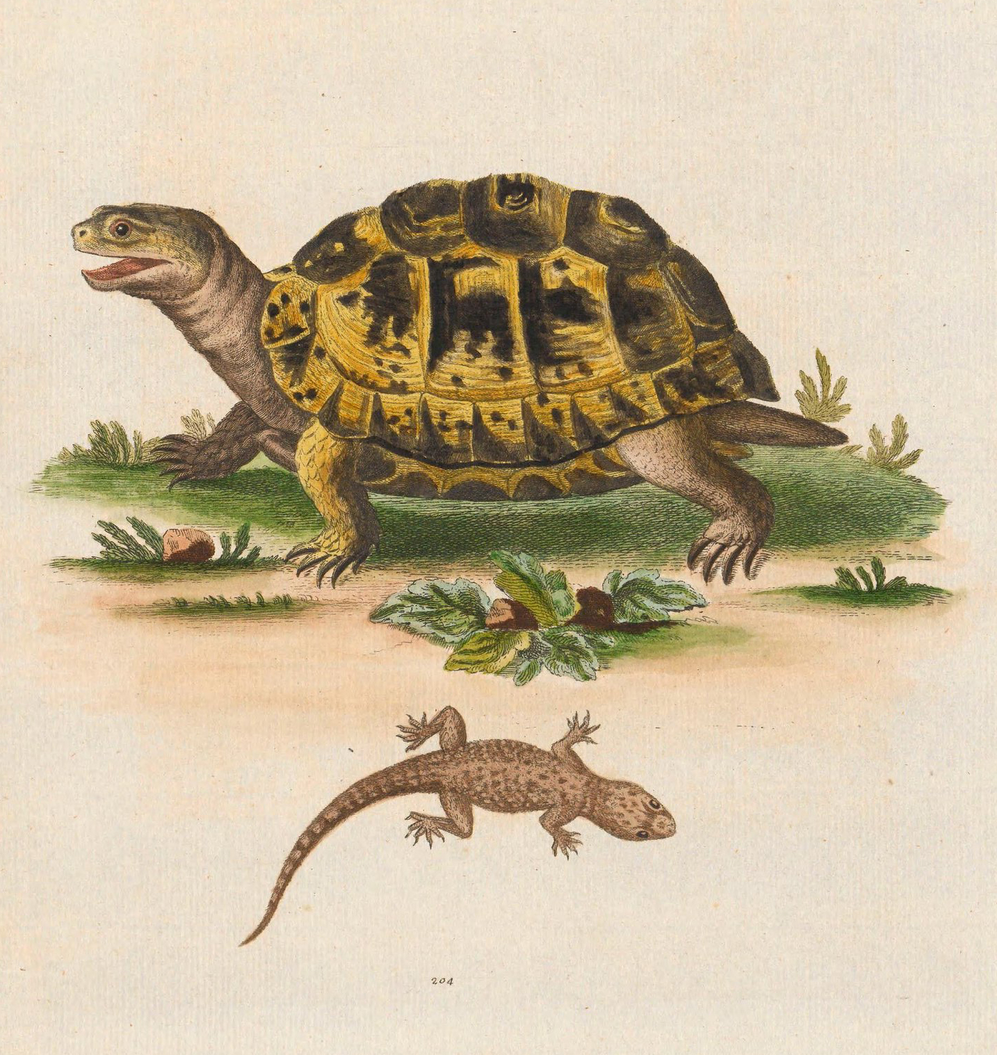 A turtle with a brown and yellow shell, illustrated above a brown lizard