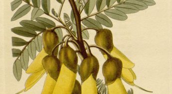 A branch with yellow flowers, Sophora tetraptera, and green leaves