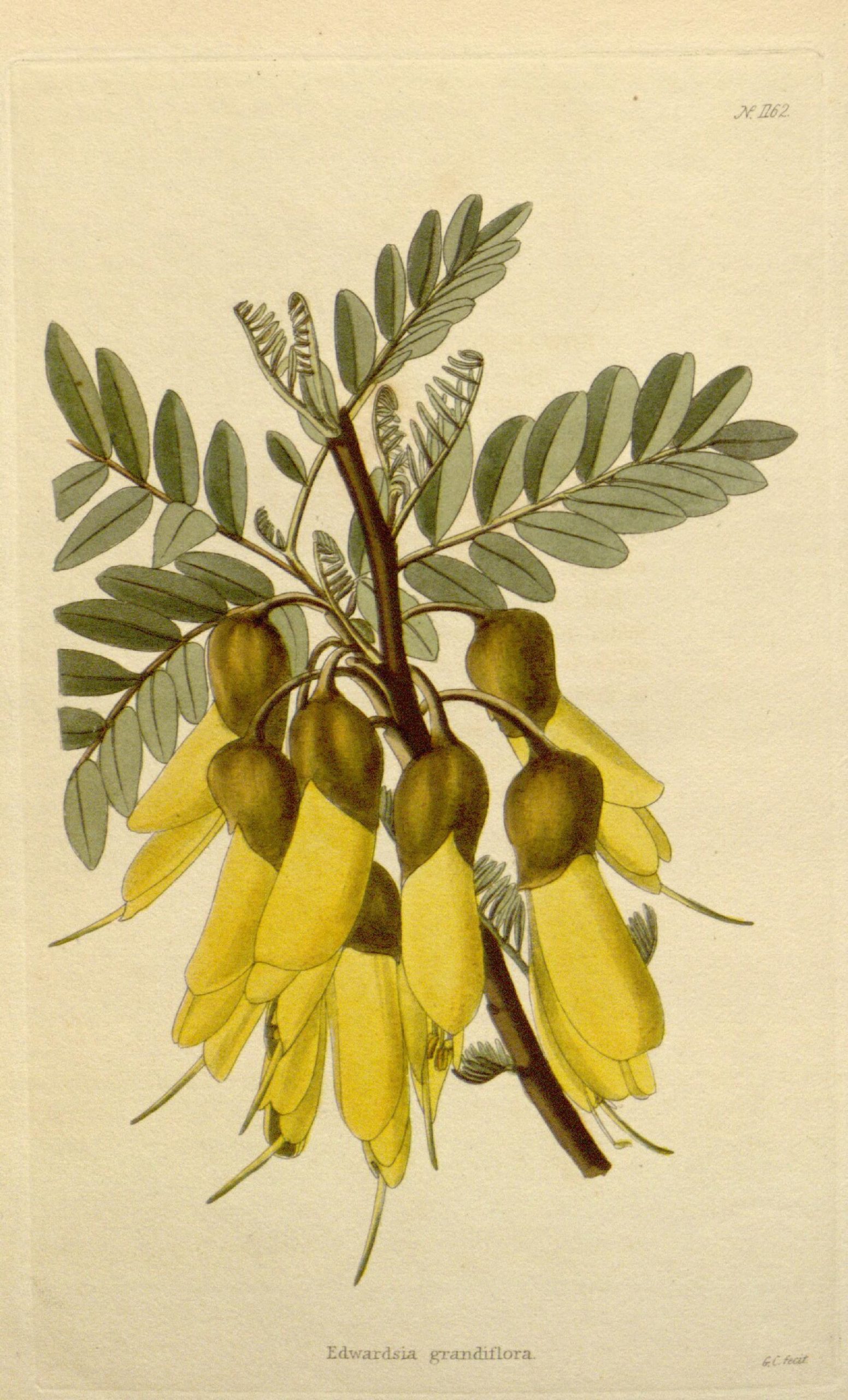 A branch with yellow flowers, Sophora tetraptera, and green leaves