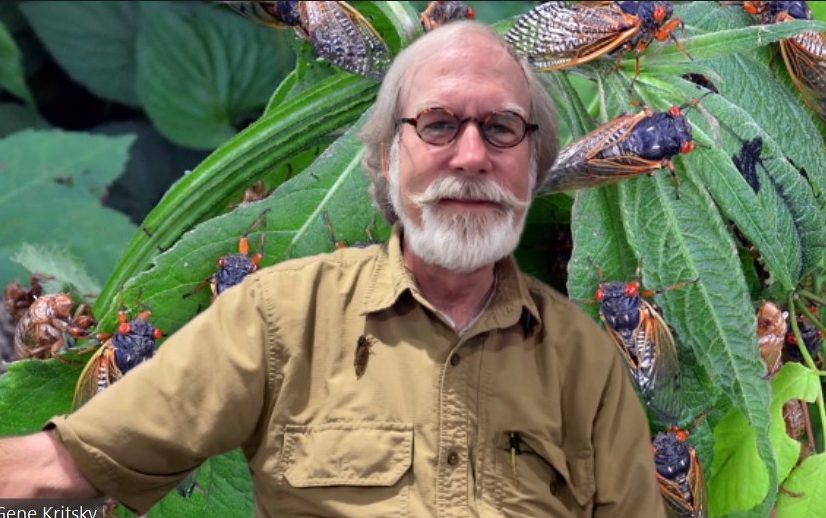 A man with white hair and a brown shirt overlaid on a photo of cicadas on green leaves.