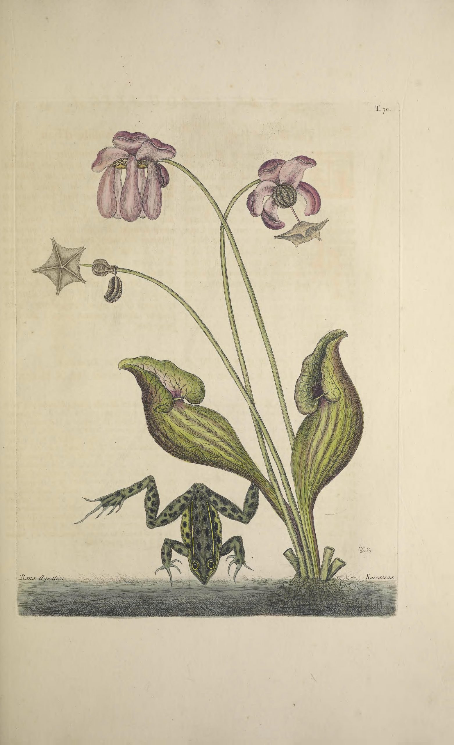 Full color sketch of a pitcher plant including modified leaves and flowering parts, with yellow-striped, black-spotted frog beneath