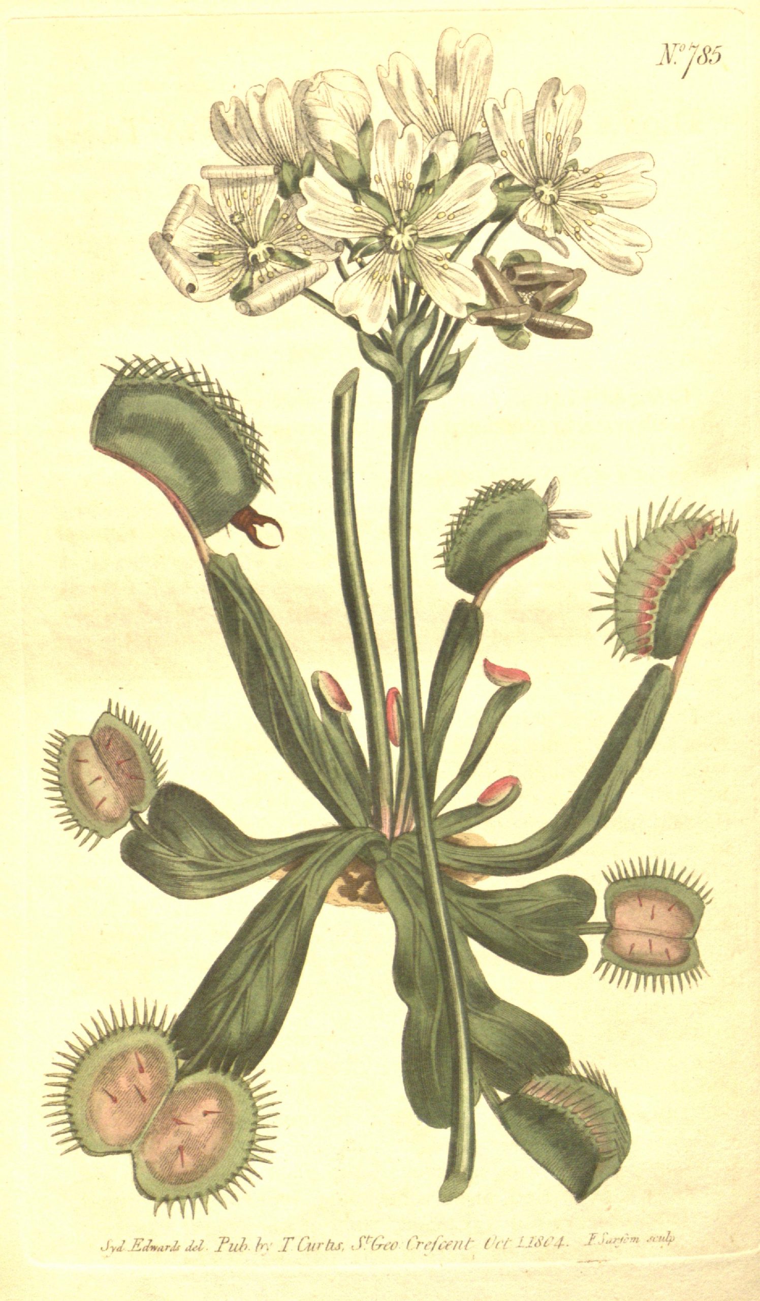 Venus flytrap with some red spike-lined traps open and others closed on insect prey. Cluster of white blossoms.