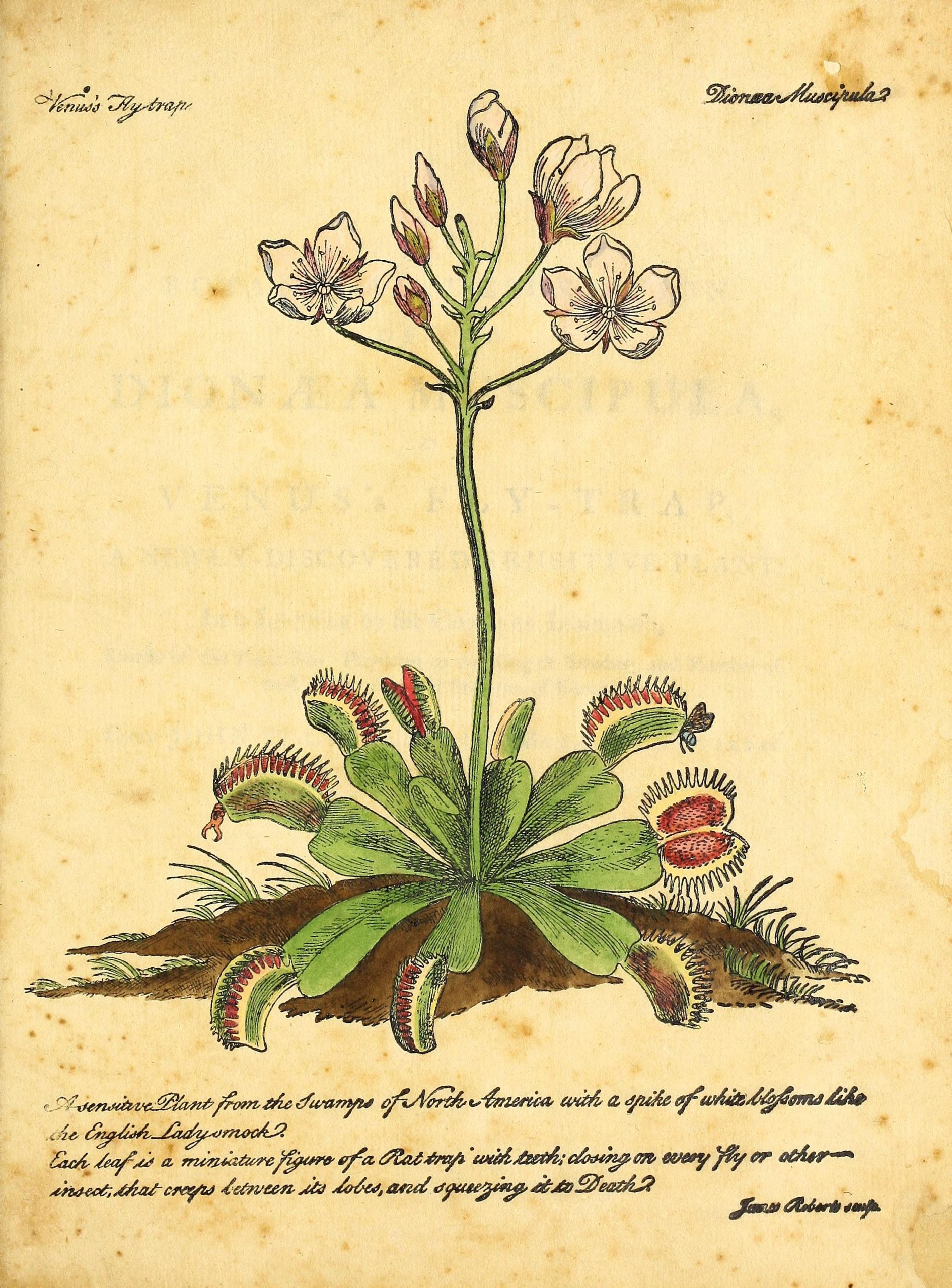 Full color sketch of a blooming Venus flytrap, with white blossoms and red-lined traps catching insects