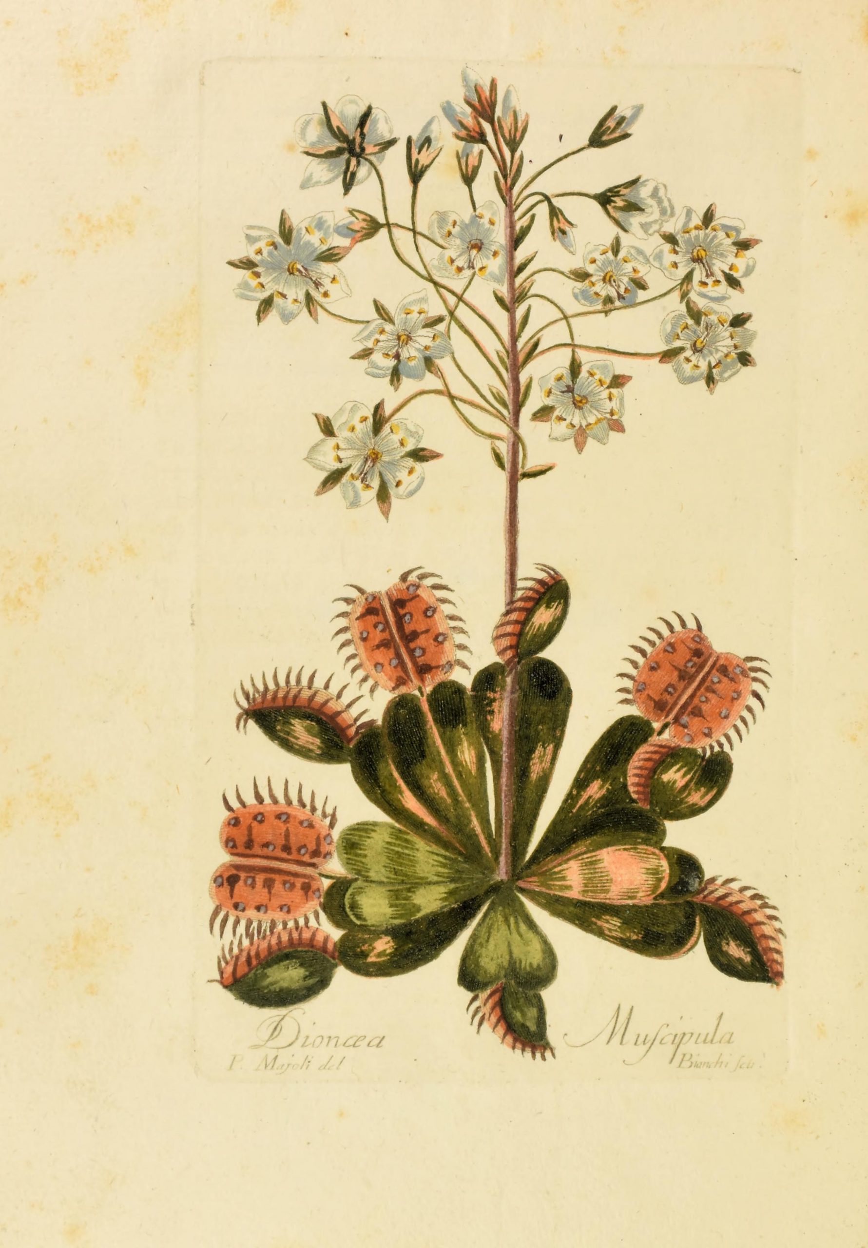 Full color sketch of a white blossoming Venus flytrap with red-lined traps