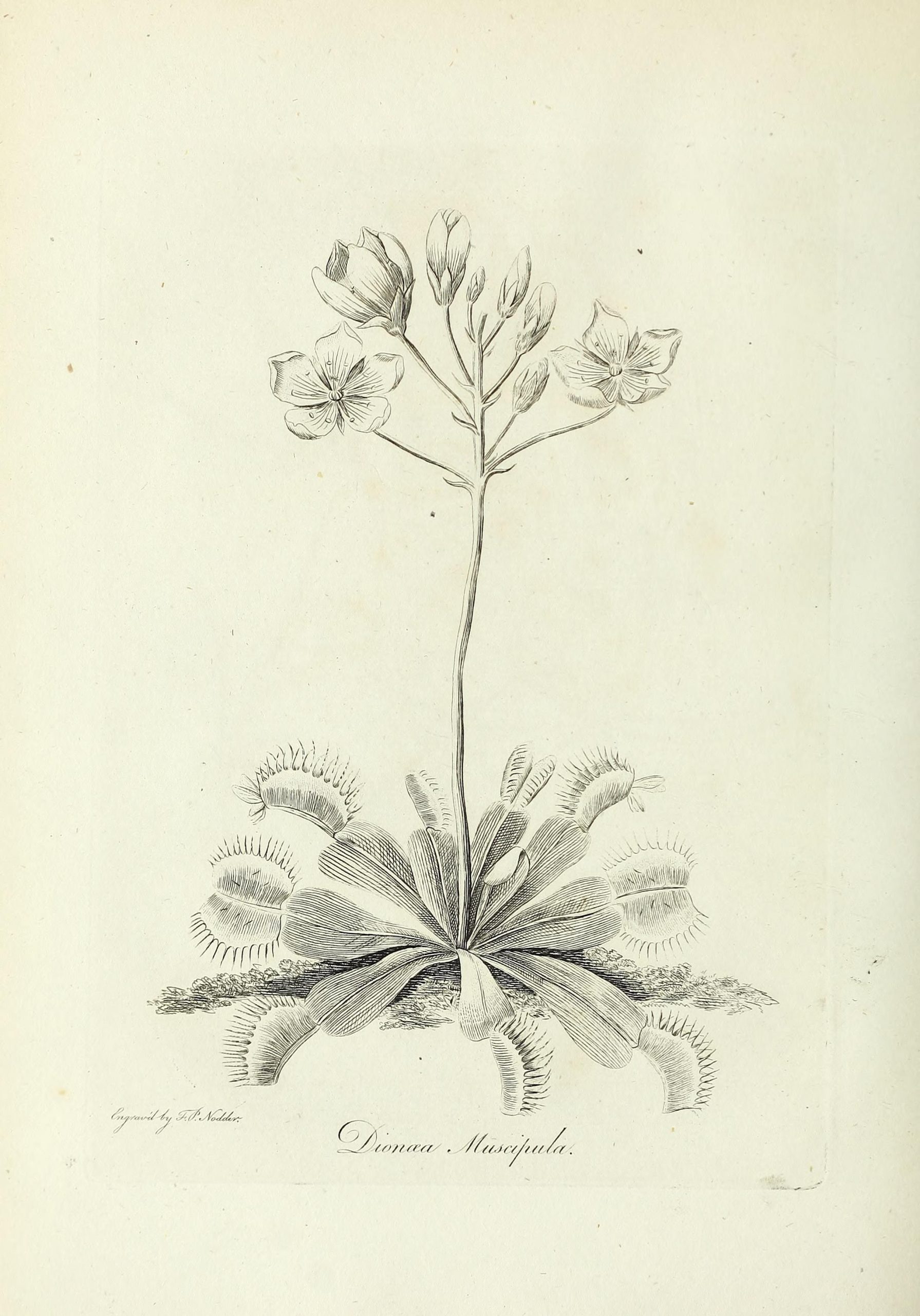 Black and white sketch of a Venus flytrap, including open and closed leaves and a cluster of flowers